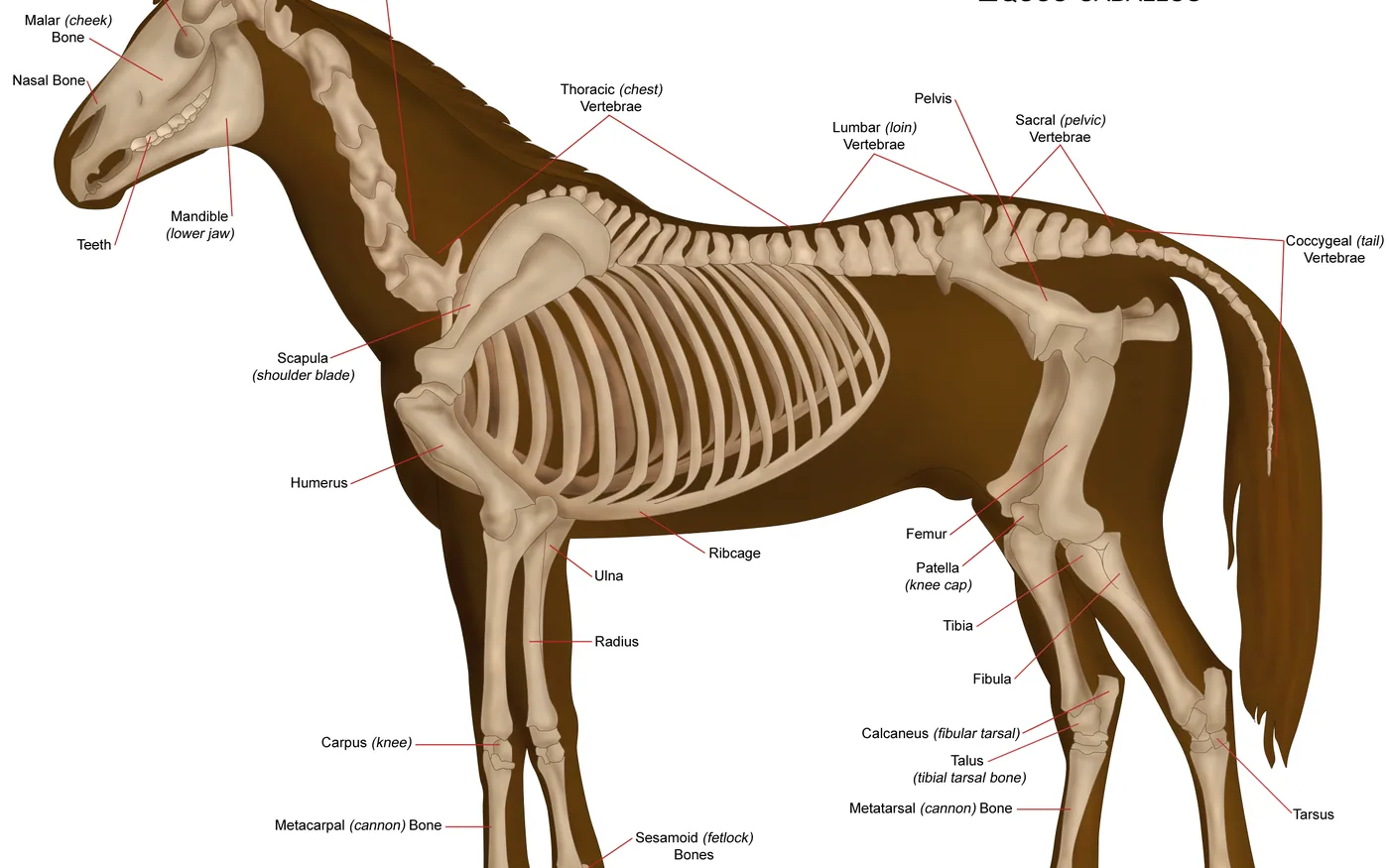 Anatomische Darstellung des Pferdeskeletts mit beschrifteter Wirbelsäule und Rippenbogen