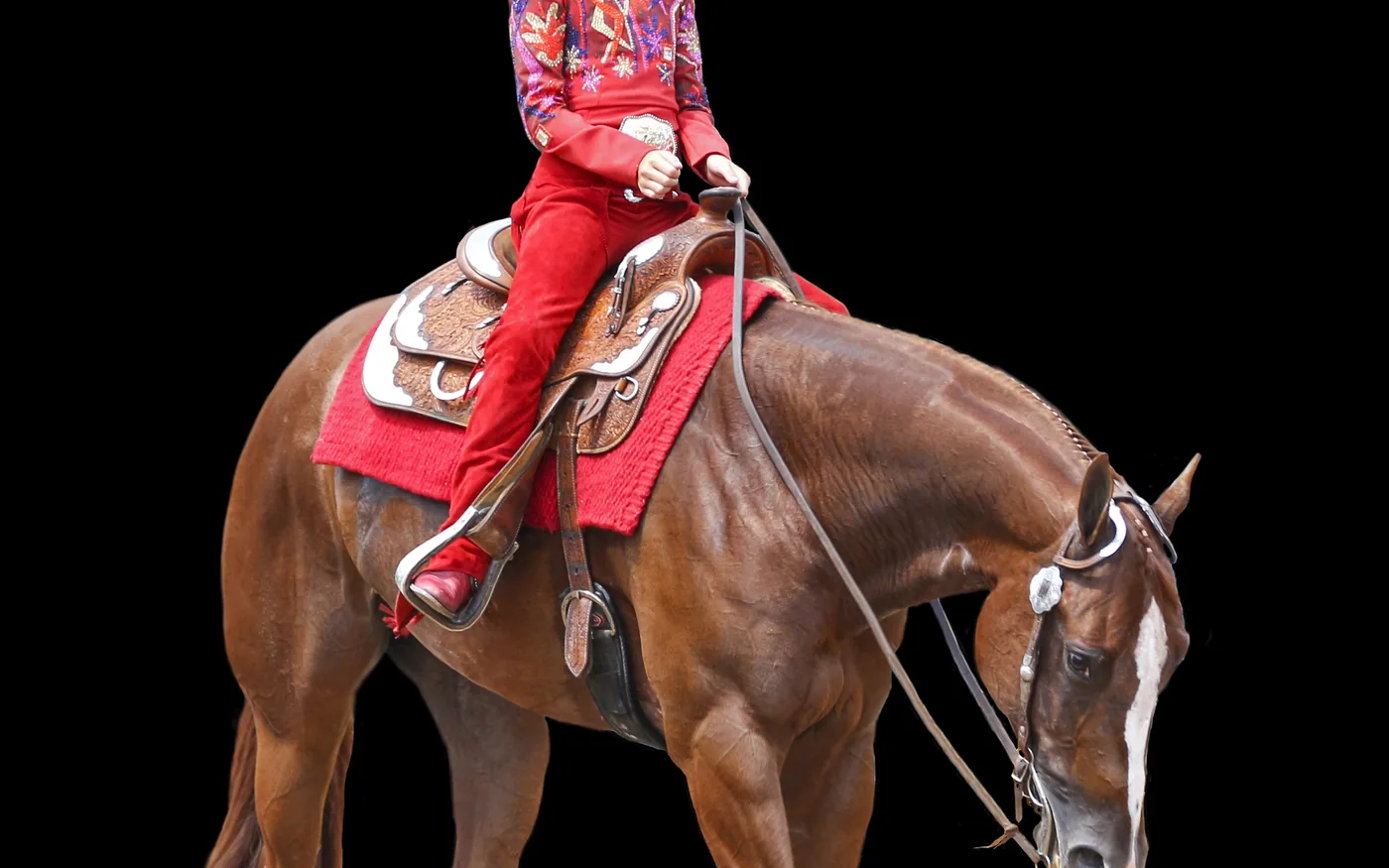 Reiterin in Westernkleidung auf einem Quarter Horse im Westernsattel vor dunklem Hintergrund