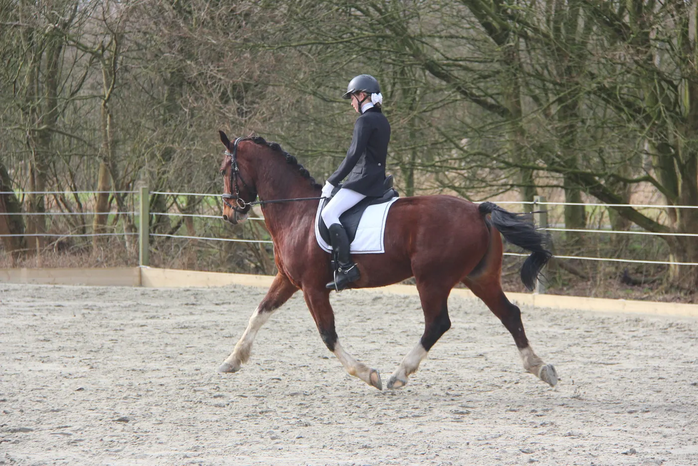 Reiterin im Dressursattel auf einem braunen Pferd im Trab auf dem Reitplatz